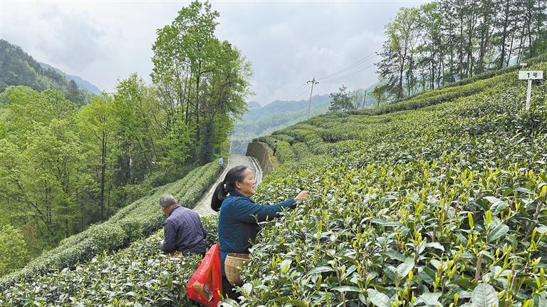 让陕茶有颗“年轻的心”——省政协委员为陕茶高质量发展建言