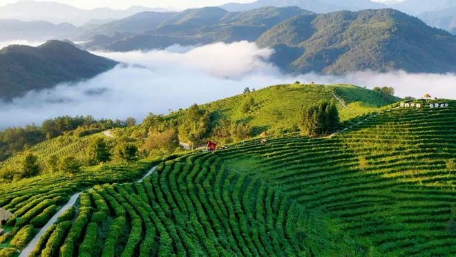 安康茶叶获48个亚太茶茗大奖